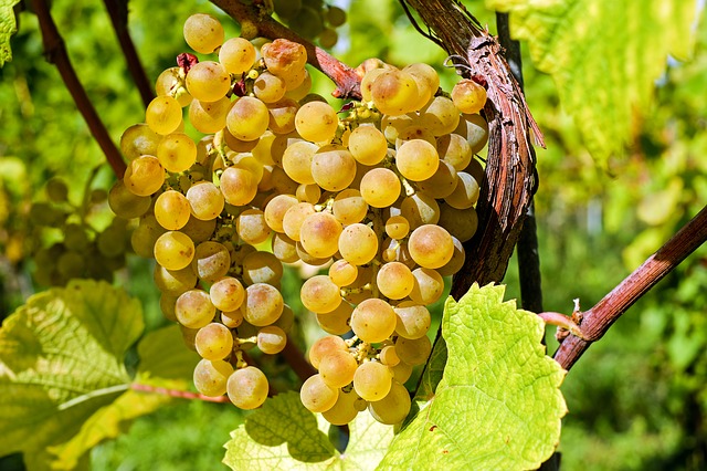 grapes